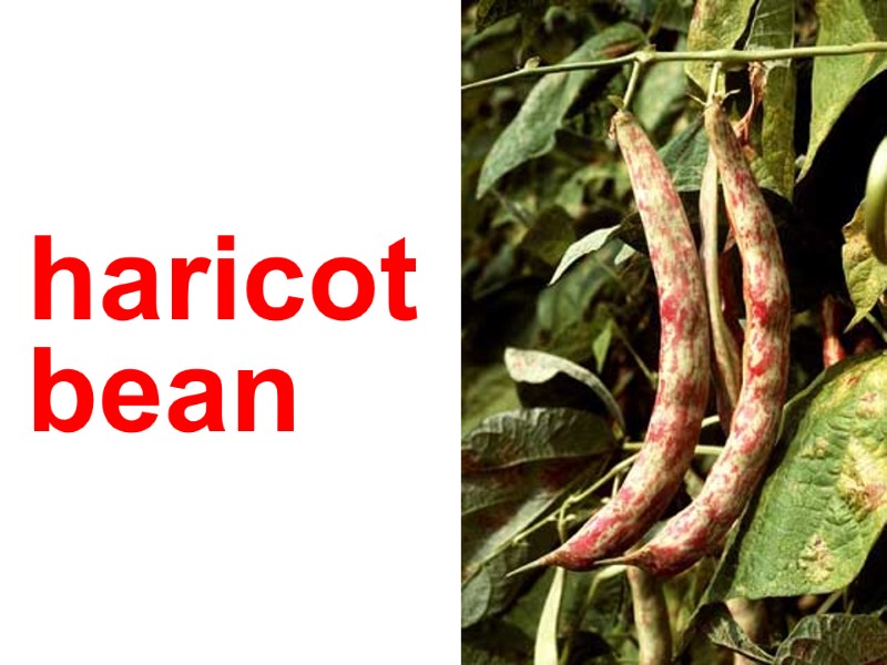 haricot  bean